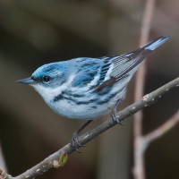 Cerulean Warbler